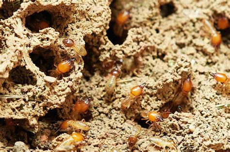termite control thunderbolt|Types of Termites in the Philippines .